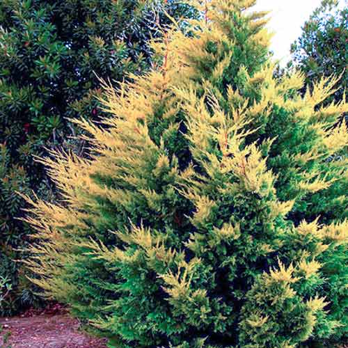 1 buc, Chiparos Gold Rider - Puieți: Mod de ambalare: 1 buc