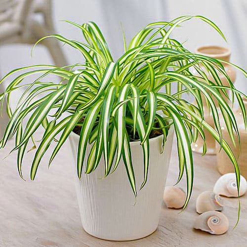 1 buc, Iarbă ornamentală (Molinia caerulea) Moorhexe - Răsaduri: Mod de ambalare: 1 buc