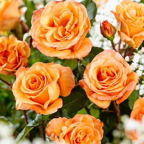 3 buc, Trandafir teahibrid Doris Tysterman - : Mod de ambalare: 3 buc