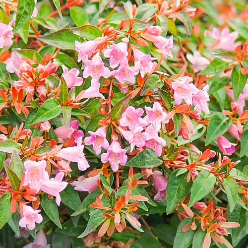 1 buc, Abelia Edward Goucher - Răsaduri: Mod de ambalare: 1 buc