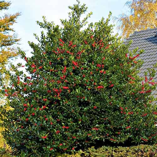 1 buc, Laur Heckenblau - Răsaduri: Mod de ambalare: 1 buc