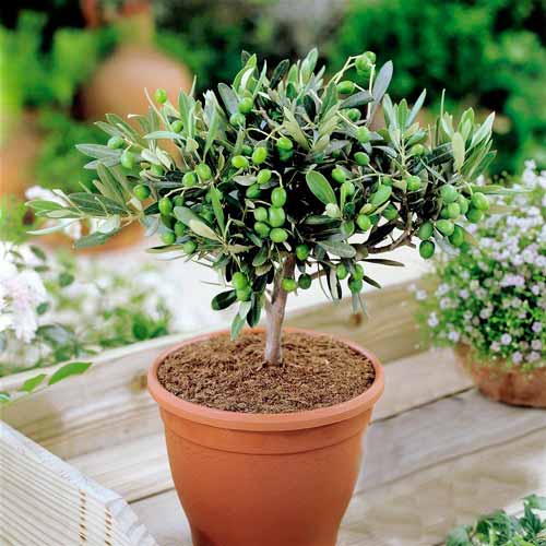 1 buc, Măslin - : Mod de ambalare: 1 buc