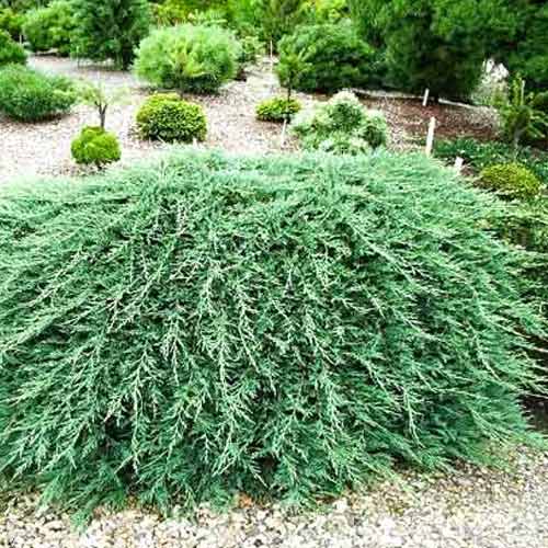 1 buc, Ienupăr sabina Tam No Blight - Puieți: Mod de ambalare: 1 buc