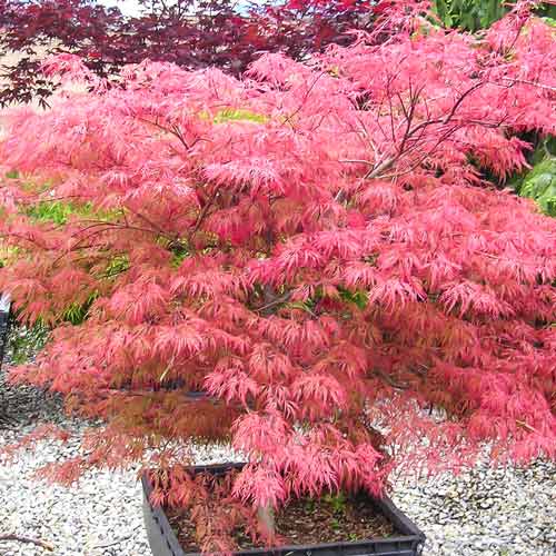 1 buc, Arțar japonez Wilson's Pink Dwarf - Puieți: Mod de ambalare: 1 buc