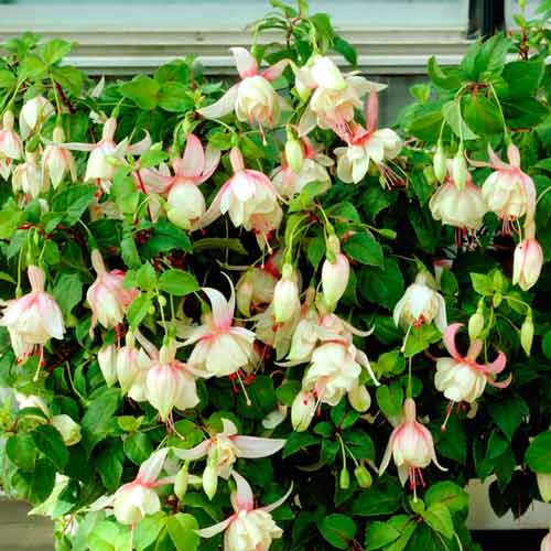 1 buc, Cerceluș (Fuchsia) Annabel - : Mod de ambalare: 1 buc