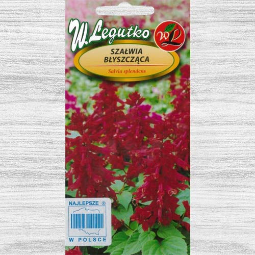 1 pac, Salvie decorativă vișinie - Semințe: Mod de ambalare: 0.3 g