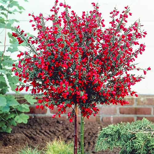 1 buc, Cytisus Boskoop Ruby - Răsaduri: Mod de ambalare: 1 buc