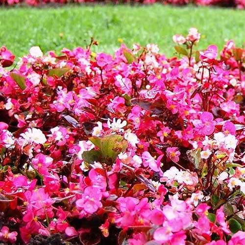 1 pac, Begonie Kolia F1, mix multicolor - Semințe: Mod de ambalare: 0.1 g