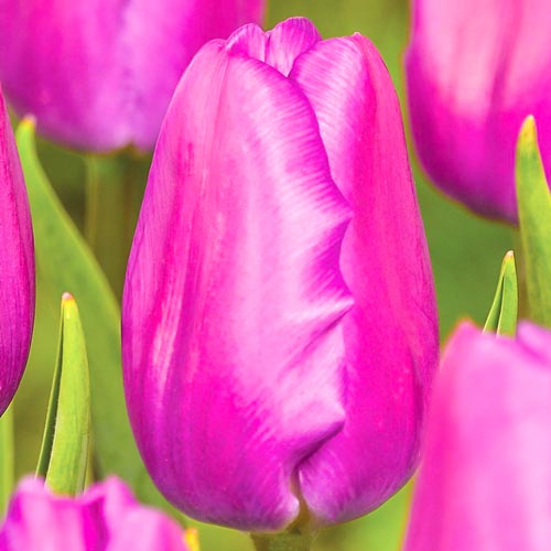 5 buc, Lalele Holland Beauty - Bulbi: Mod de ambalare: 5 buc