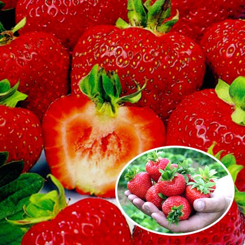 5 buc none, Căpşuni (cu fructe mari) Regina Elisabeta a II-a - 5 răsaduri - : Mod de ambalare: 5 buc none