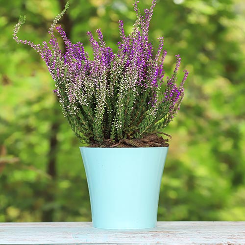 1 buc, Calluna (Iarba neagra) Lisabeth - Răsaduri: Mod de ambalare: 1 buc