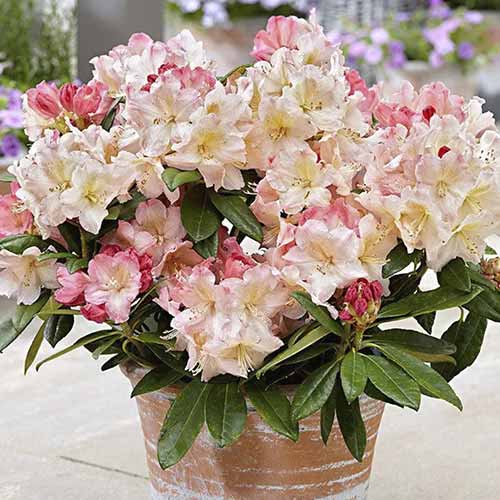 1 buc, Rhododendron Percy Wiseman - Răsaduri: Mod de ambalare: 1 buc