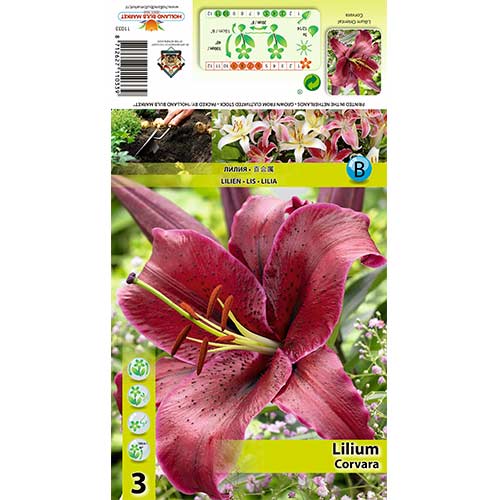 3 buc, Crin Corvara - Bulbi: Mod de ambalare: 3 buc