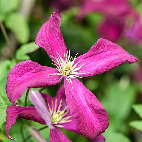 1 buc, Clematis Rubra - Răsaduri: Mod de ambalare: 1 buc