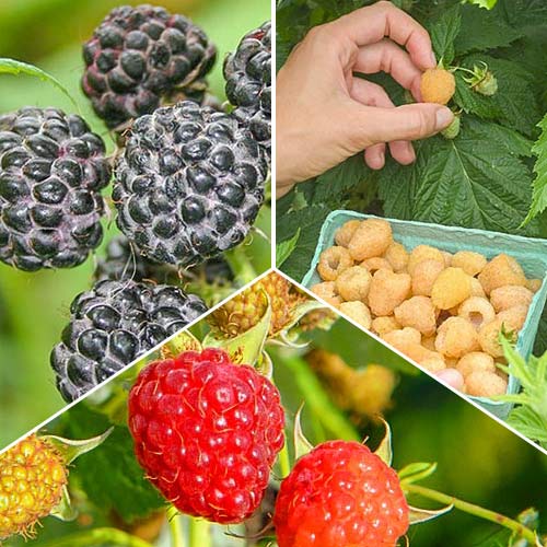 3 buc, Zmeuri Trio, set de 3 soiuri - Puieți: Mod de ambalare: 3 buc