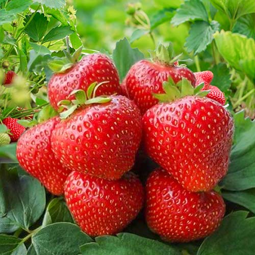 5 buc, Căpşuni Kimberly - Răsaduri: Mod de ambalare: 5 buc