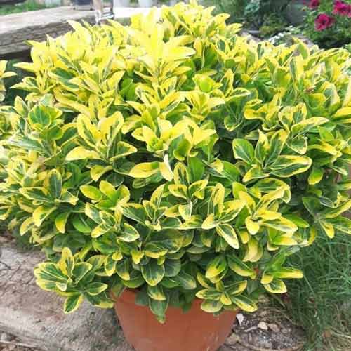 1 buc, Euonymus Albovar - Răsaduri: Mod de ambalare: 1 buc