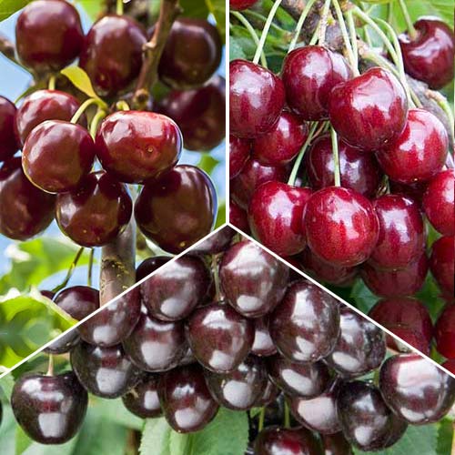 Ofertă specială! Cireși Trio, set de 3 soiuri - Puieți: Mod de ambalare: 3 buc