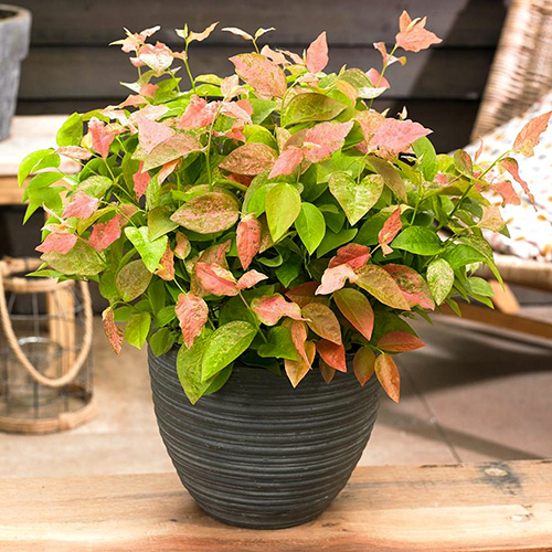 1 buc, Afin Flamingo - Răsaduri: Mod de ambalare: 1 buc