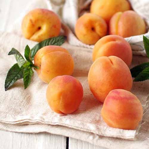 1 buc, Cais Tahiti - Puieți: Mod de ambalare: 1 buc