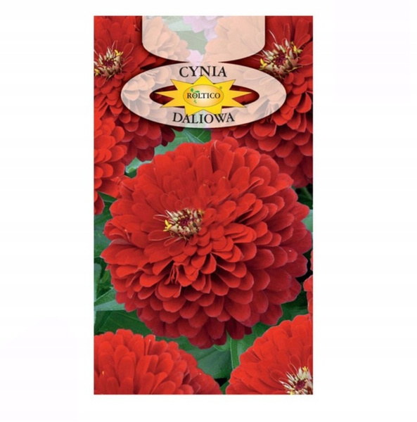 Nasiona cynia daliowa czerwona 1g