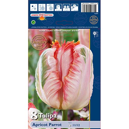 8 kus, Tulipán Apricot Parrot - : Monžstvo balíkov: 8 kus