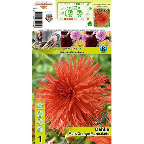 1 cib, Dahlia (Jiřina) Orange Marmelade - : Monžstvo balíkov: 1 cib