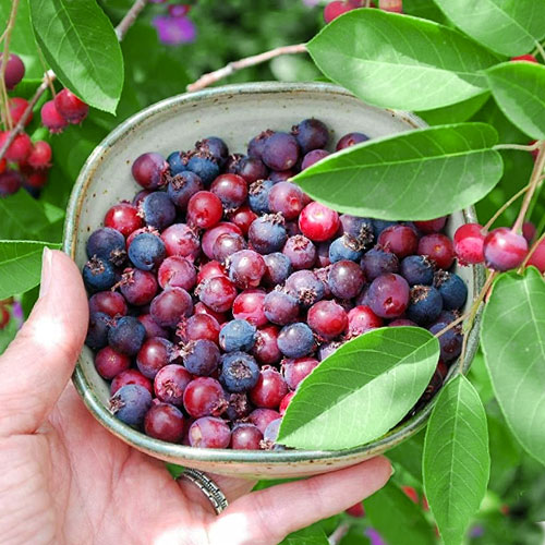 1 saz, Muchovník Brilliance - : Monžstvo balíkov: 1 saz