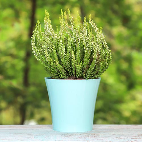 1 saz, Vřesovec Elisa - : Monžstvo balíkov: 1 saz