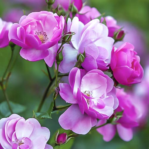 1 saz, Růže floribunda Angelica - : Monžstvo balíkov: 1 saz