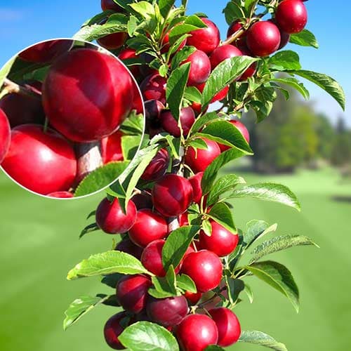 1 db, Szilva oszlopos Rubin, С2 - Palánták: Mod de ambalare: 1 db