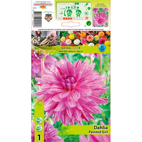 1 Stück, Dahlie Painted Girl - Stauden: Ilość w opakowaniu: 1 Stück