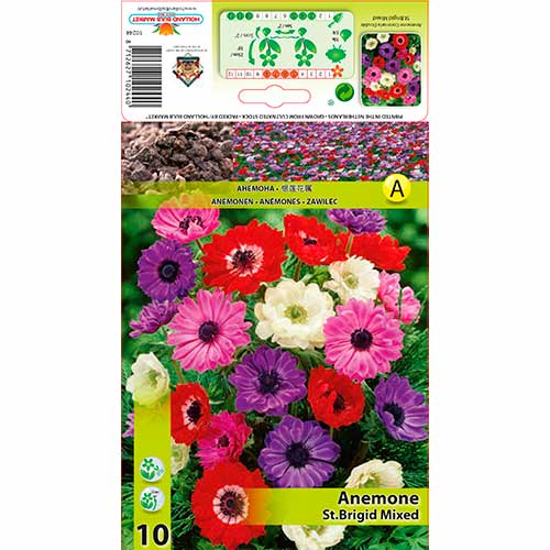 10 Stück, Anemone St.Brigid Mixed - Zwiebeln: Ilość w opakowaniu: 10 Stück