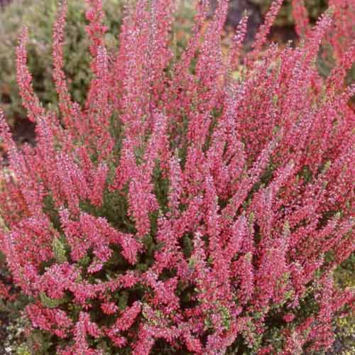 1 Pflanze(n), Besenheide Franca - Setzlinge: Ilość w opakowaniu: 1 Pflanze(n)