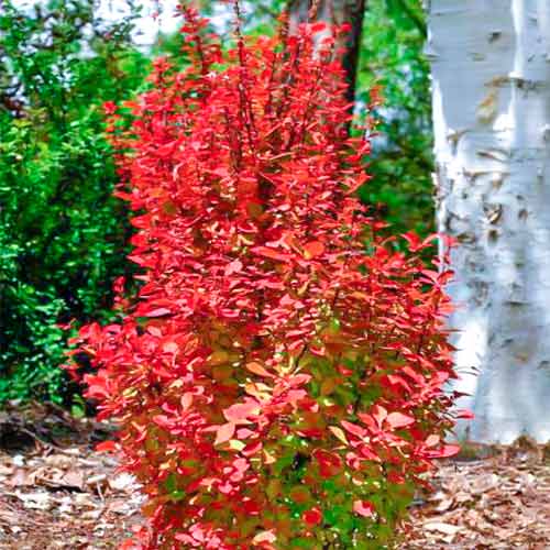 1 szt, Berberitze Orange Rocket - Setzlinge: Ilość w opakowaniu: 1 szt