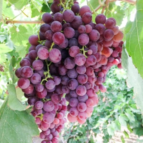 1 Pflanze(n), Weintraube Kischmisch Rose - Setzlinge: Ilość w opakowaniu: 1 Pflanze(n)