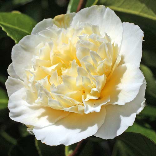 1 szt, Japanische Kamelie Yellow - Stauden: Ilość w opakowaniu: 1 Stück