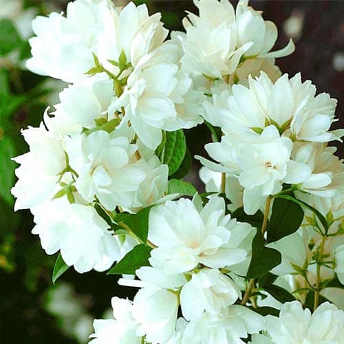 1 Pflanze(n), Gartenjasmin Snowbelle - Setzlinge: Ilość w opakowaniu: 1 Pflanze(n)