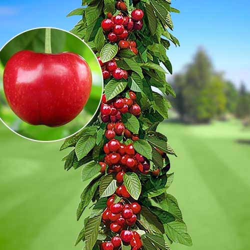 1 szt, Säulensüßkirsche Silva - Setzlinge: Ilość w opakowaniu: 1 szt