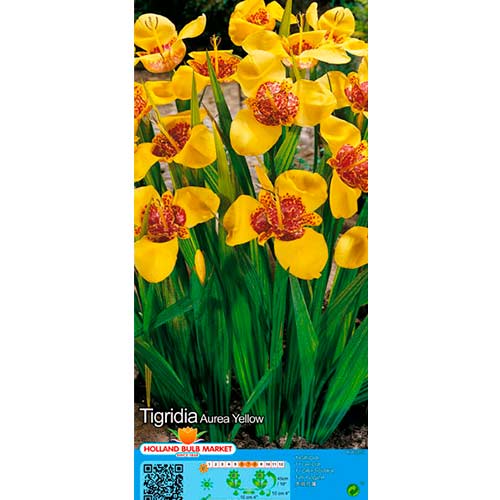 10 Stück, Tigerblume Yellow - Zwiebeln: Ilość w opakowaniu: 10 Stück