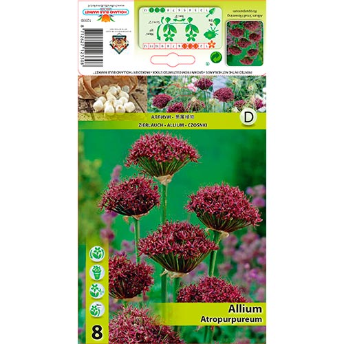 8 Stück, Allium Atropurpureum - Blumenzwiebeln: Ilość w opakowaniu: 8 Stück