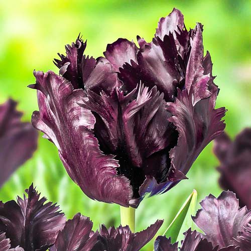 8 Stück, Tulpe Frozen Night - Blumenzwiebeln: Ilość w opakowaniu: 8 Stück