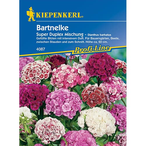 1 szt, Bartnelke Duplika, Farbmischung - Samen: Ilość w opakowaniu: 1 Stück