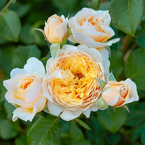 1 Pflanze(n), Rose Floral Fashion - Setzlinge: Ilość w opakowaniu: 1 Pflanze(n)