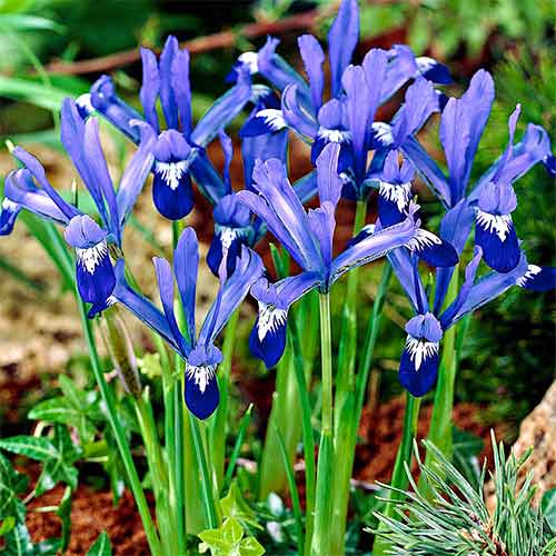 10 Stück, Geäderte Iris Clairette - Blumenzwiebeln: Ilość w opakowaniu: 10 Stück