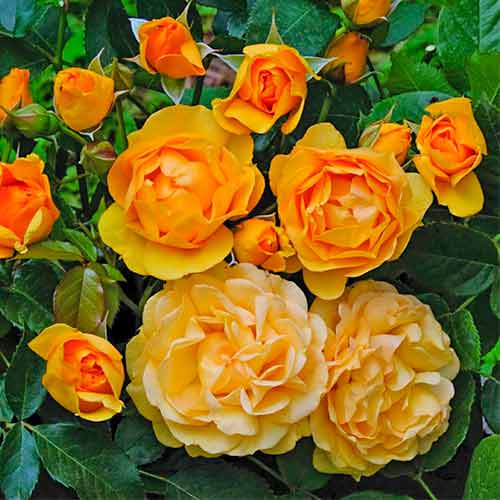 1 Pflanze(n), Strauchrose Rose Julia Child - Setzlinge: Ilość w opakowaniu: 1 Pflanze(n)