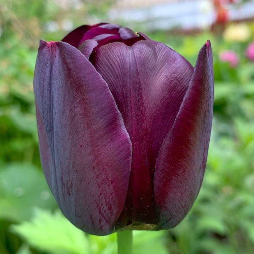 10 Stück, Tulpe Cafe Noir - Blumenzwiebeln: Ilość w opakowaniu: 10 Stück