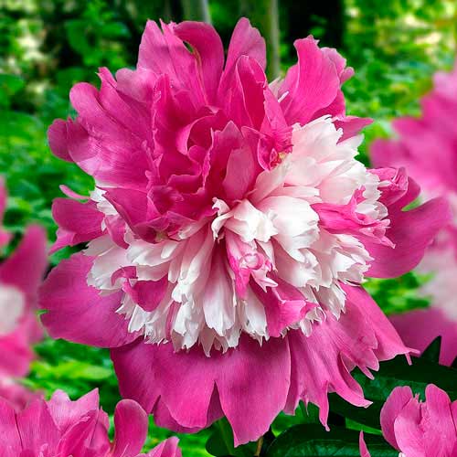 1 Stück, Pfingstrose Celebrity - Blumenzwiebeln: Ilość w opakowaniu: 1 Stück