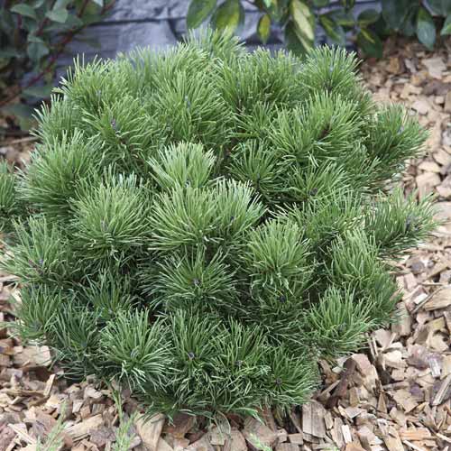 1 Pflanze(n), Himalaya-Kiefer Pumillio, C2 - Setzlinge: Ilość w opakowaniu: 1 Pflanze(n)