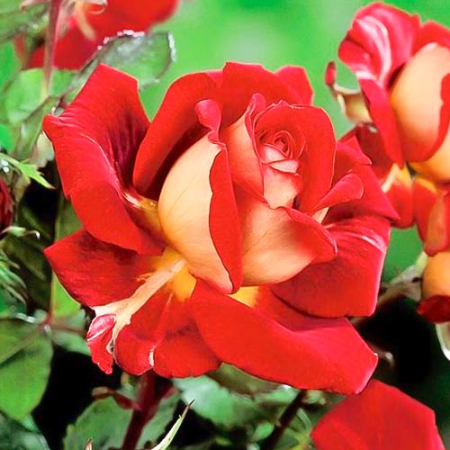 Rosa de flor grande Kronenburg, root ball - Plântulas: Ilość w opakowaniu: 1 plant